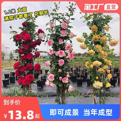 當(dāng)前網(wǎng)購流行產(chǎn)品