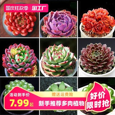 當(dāng)前網(wǎng)購流行產(chǎn)品