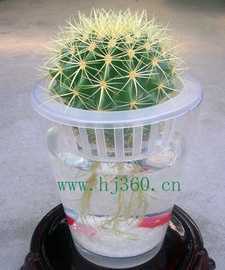 水培花卉--仙人球--金琥_世界工廠網(wǎng)中國產(chǎn)品信息庫