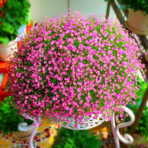 精品滿天星花種子四季易種花開不斷凈化空氣室內(nèi)陽臺盆栽花卉草籽