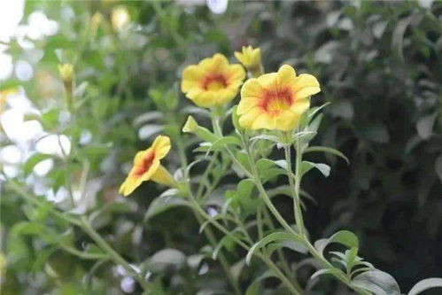19元起 北京豐臺世界花卉大觀園2000種植物與你邂逅