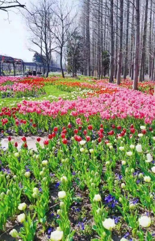 挖野菜,賞花卉,獨(dú)屬崇明的春天旅程已經(jīng)開(kāi)啟