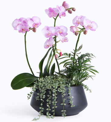 蝴蝶蘭葉子裂開是怎么回事,花卉養(yǎng)護_花卉盆栽養(yǎng)護知識_養(yǎng)花