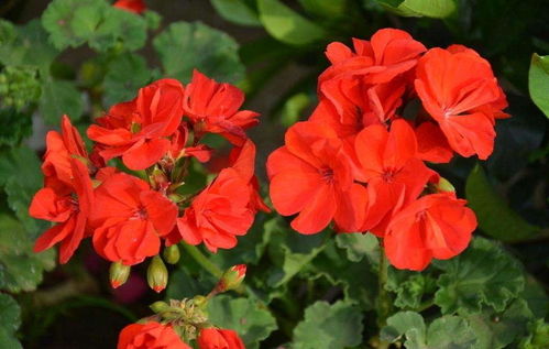 秋天給天竺葵剪幾刀,來(lái)年開(kāi)花更多
