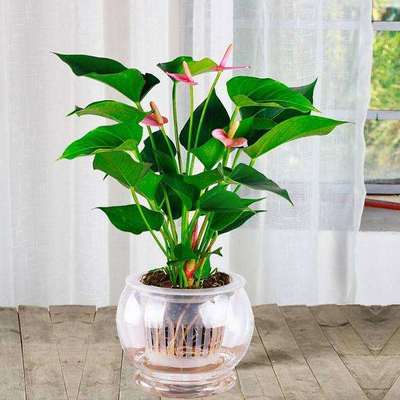 室內(nèi)花卉盆栽的市場分析 圖片