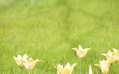 柔焦攝影 朦朧柔和花卉圖片