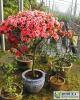 山東淄博專業(yè)供應(yīng)杜鵑花[供應(yīng)]_花卉_世界工廠網(wǎng)中國產(chǎn)品信息庫