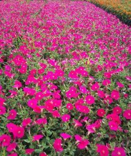 供應(yīng)矮牽牛、矮牽牛種植基地、矮牽牛價格---麗穎花卉_農(nóng)副產(chǎn)品_世界工廠網(wǎng)中國產(chǎn)品信息庫