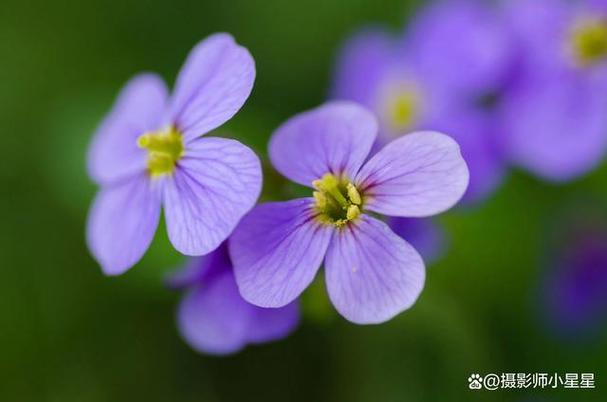 春天花開正當(dāng)時(shí),學(xué)會(huì)6個(gè)花卉拍攝攻略,照片美出新高度!