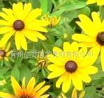 草花苗木 優(yōu)質(zhì)地被植物 黑心菊(圖)