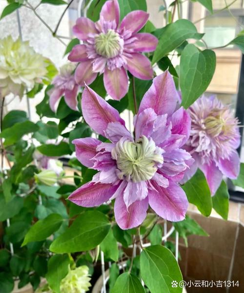 這個(gè)就是"花園三寶"之一,開花時(shí)又美又仙!  鐵線蓮是風(fēng)靡全球的觀賞花