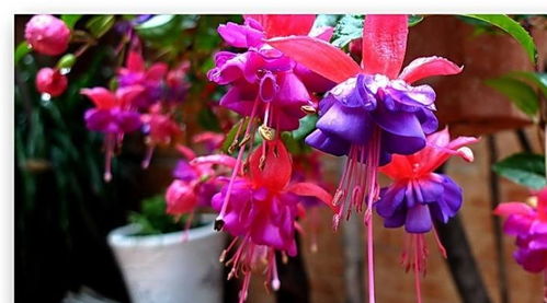 新手養(yǎng)花,不如養(yǎng)盆 花中精品 倒掛金鐘,似仙女下凡,艷麗芬芳
