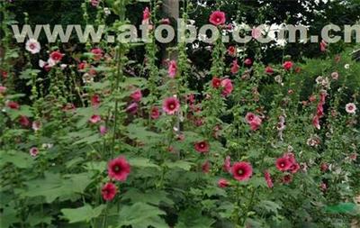【芳青花卉苗(圖)_大花蜀葵_蜀葵】,價格,廠家,圖片,供應(yīng)商,花木,青州市芳青花卉苗木專業(yè)合作社 - 產(chǎn)品庫 - 阿土伯交易網(wǎng)