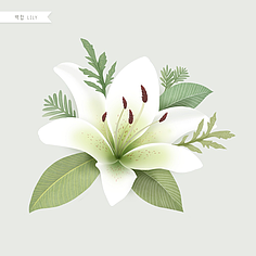 水彩花卉植物插畫素材