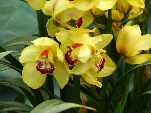 大花蕙蘭是精品蘭花,開花香又好養(yǎng),趕緊入手一盆等開花吧