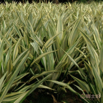 【廠家直銷盆栽花卉綠植萬年麻 物美價廉】龍海市東泗興輝園藝場 - 產(chǎn)品庫