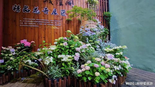 仙氣飄飄, 迎亞運(yùn) 紫陽記憶 八仙花展驚艷亮相吳山城隍閣