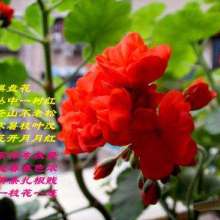  金如意裘革制品公司 主營(yíng) 毛領(lǐng) 毛條 毛球 盤(pán)