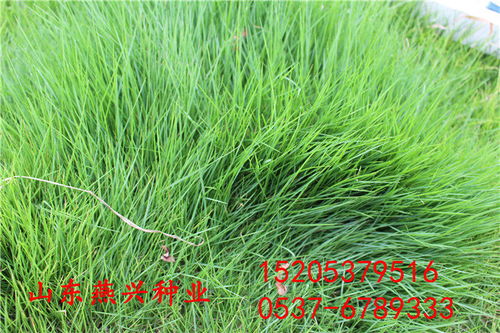 湖北神農(nóng)架林區(qū)護(hù)坡草籽多少錢(qián)一斤