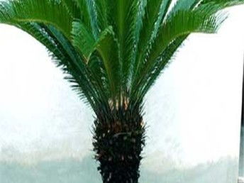 圖 天津鮮花銷售公司天津綠植凈化公司 天津鮮花綠植