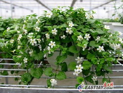 臺灣花卉貴州綻放 落地培育促農(nóng)民增收致富