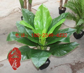 廣州盛庭廠家批發(fā)仿真植物室內(nèi)綠植裝飾仿真花卉客廳盆栽75cm高仿真白掌小盆栽廠家價(jià)格 廣州盛庭廠家批發(fā)仿真植物室內(nèi)綠植裝飾仿真花卉客廳盆栽75cm高仿真白掌小盆栽圖片