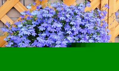 六倍利種孑盆栽花種子籽室內(nèi)花卉植物室外觀賞樹芳香香草植物種子