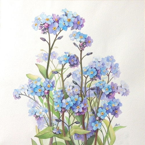 精美花卉壁紙