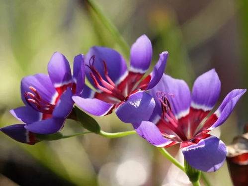 86種 ￤ 藍色花的球根 宿根 一二年生花卉