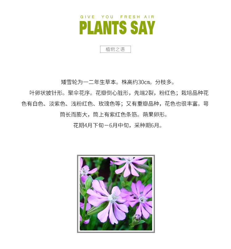 矮雪輪種子大蔓櫻花地被花壇家庭院盆栽春播花卉花種子植物種子