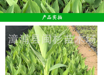 【美人蕉水生草本綠植地被袋苗批發(fā) 廠家直銷花卉盆栽園林綠化工程