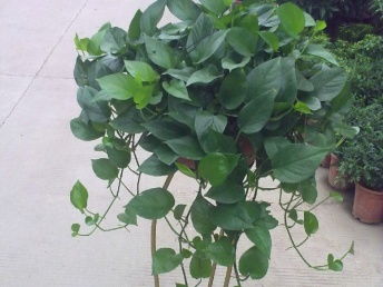 圖 專業(yè)承接公司植物租憑 植的租擺,私家花園 花架 成都鮮花綠植