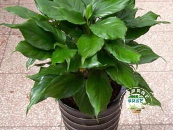 圖 上海靜安區(qū)植物租擺花卉租賃綠化租擺公司 上海鮮花綠植