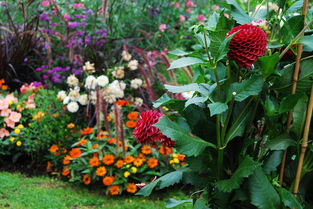 韋爾斯,薩爾茨,花園,鮮花,展覽,性質(zhì),植物群,花花園,廠,夏季,植物園,盛開