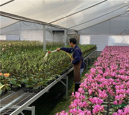 廣東多地取消迎春花市 年宵花產(chǎn)品銷售遇寒潮