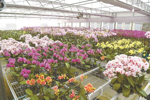 花卉工廠 蘭香四溢