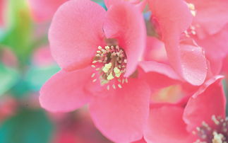 韓國(guó)花卉攝影高清寬屏壁紙