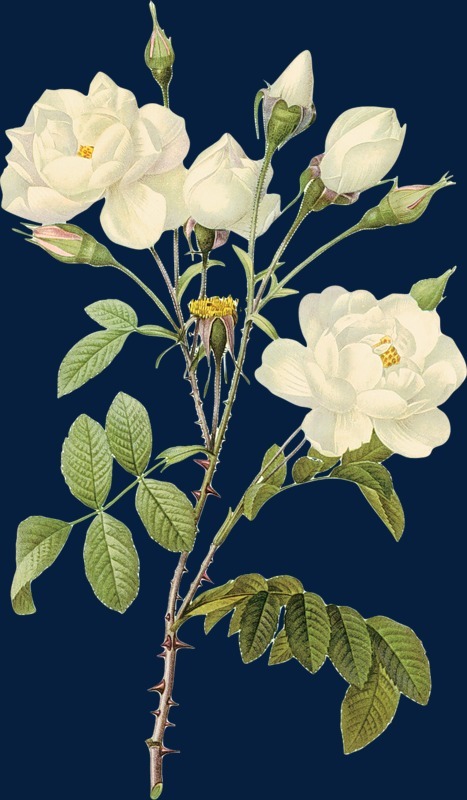 花卉插畫花卉畫 白玫瑰圖片免摳png素材免費(fèi)下載,圖片編號117333_搜圖中國,soutu123.cn