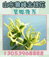 金銀花企業(yè)大全 金銀花企業(yè)大黃頁 金銀花生產(chǎn)商