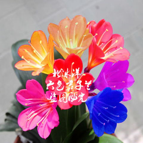 精品盆栽君子蘭花種子彩蘭種子室內(nèi)陽臺綠植盆栽植物種子花卉種子