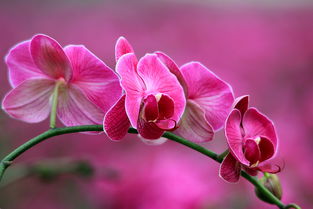 適馬長焦微距 花卉組圖