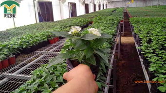 低價批發(fā)青州繁星花 繁星花又叫五星花 五星花圖片,低價批發(fā)青州繁星花 繁星花又叫五星花 五星花圖片生產(chǎn)廠家,低價批發(fā)青州繁星花 繁星花又叫五星花 五星花圖片價格