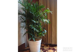 圖 天津綠植租賃公司 天津譽隆園藝 植物盆栽出租 專業(yè)的 圖片 天津鮮花綠植