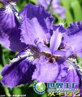 供應(yīng)杭州花卉出租公司大型(0.7元)中元)小型(0.2元)_農(nóng)副產(chǎn)品_世界工廠(chǎng)網(wǎng)中國(guó)產(chǎn)品信息庫(kù)