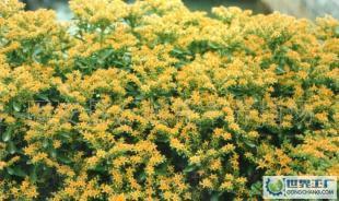優(yōu)質(zhì)綠化花卉苗木喬木灌木景天三七_(dá)農(nóng)副產(chǎn)品_世界工廠(chǎng)網(wǎng)中國(guó)產(chǎn)品信息庫(kù)