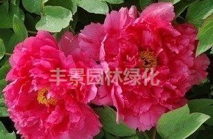盆栽花卉 精品牡丹 大紅寶珠→內(nèi)實(shí)物圖選購2年苗