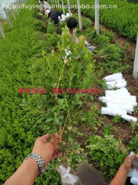 【山東工廠綠化公司綠化常用植物企業(yè)綠化植物報(bào)價(jià)批發(fā)采購綠化常用苗木瓜子黃楊】綠化專用,價(jià)格,廠家,供應(yīng)商,花木,青州市茗茜花卉苗木專業(yè)合作社 - 產(chǎn)品庫