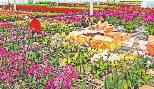 臨夏縣 冬日鮮花產(chǎn)銷兩旺