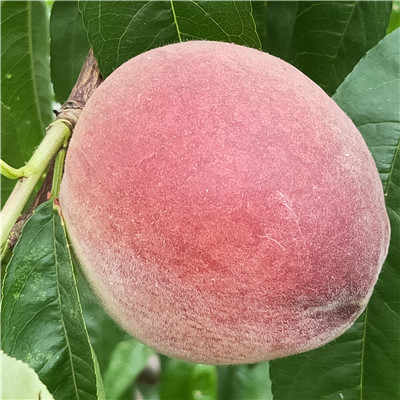 自產(chǎn)自銷福才桃樹苗 桃樹苗報價