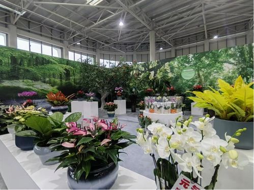 國慶假期來商河賞花卉逛大集